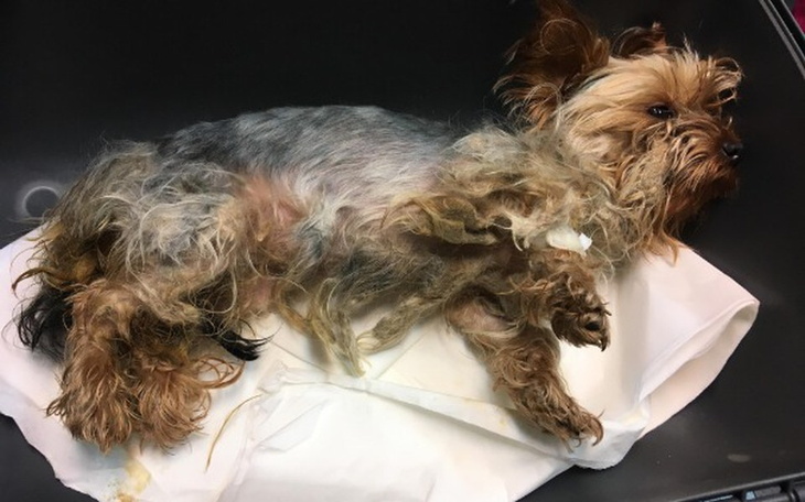 Zbiórka York do UTYLIZACJI - zdjęcie główne