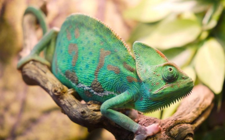 Zbiórka Zbieram na kameleona. - zdjęcie główne