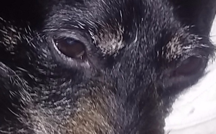 Zbiórka Na usuniecie guza u mojego psa - zdjęcie główne