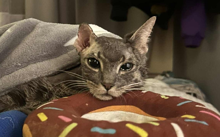 Kot leży na poduszce z donatem w tle.