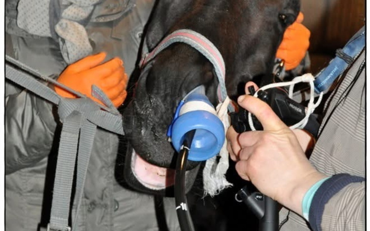 Weterynarz bada konia, dbając o jego zdrowie.