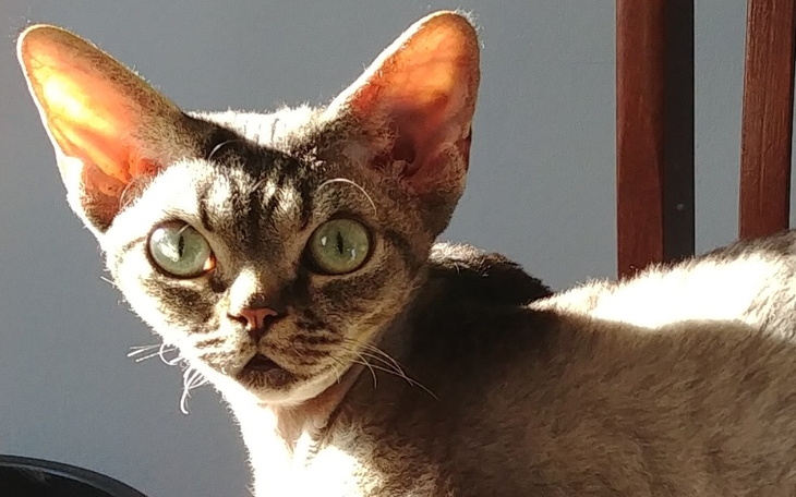 Zbiórka Na operacje dla Freda - zdjęcie główne