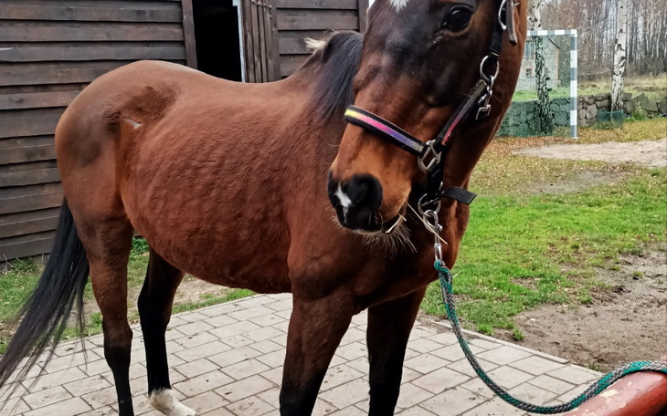 Zbiórka Na dobry dom dla konia - zdjęcie główne