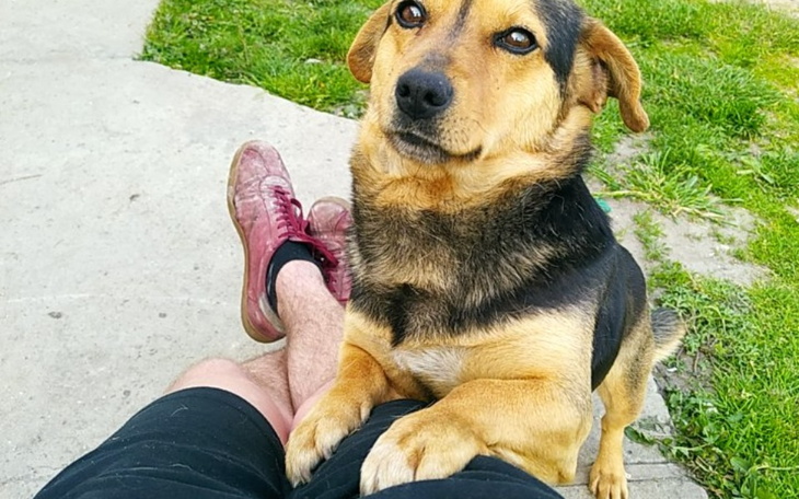 Zbiórka Operacja czworonoga - zdjęcie główne