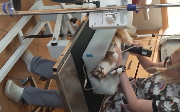 Zbiórka Na leczenie rocznego kotka Kiara - zdjęcie główne