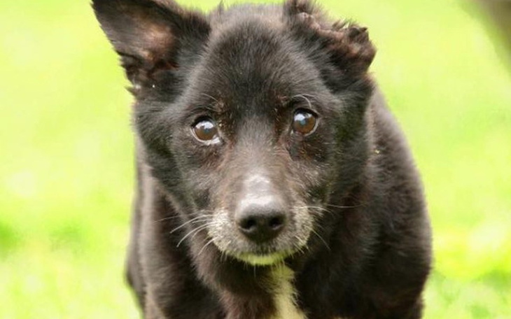 Zbiórka Zbiórka dla staruszka Czarusia - zdjęcie główne