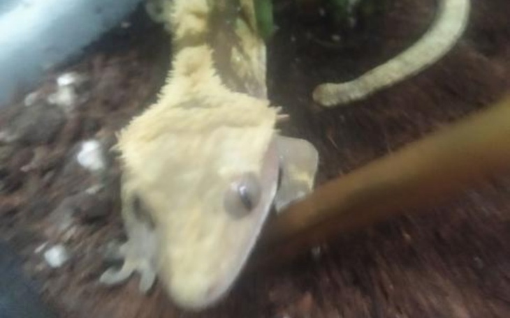 Zbiórka jaszczurki perłowe - zdjęcie główne