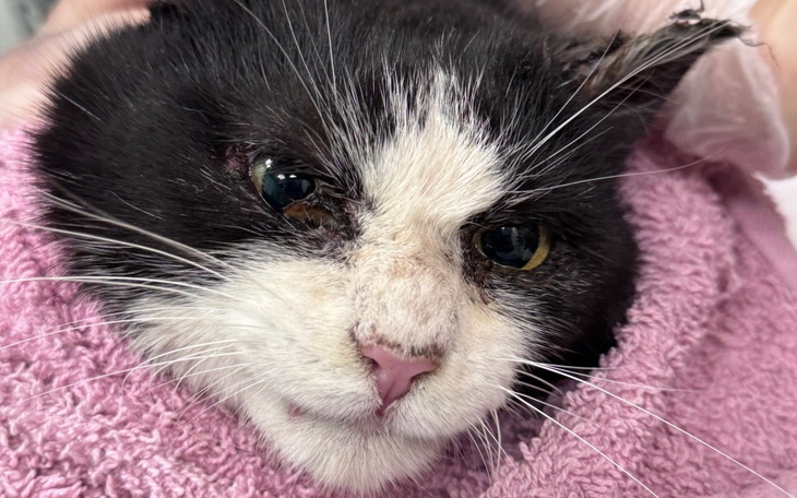 Kot owinięty w ręcznik, z wyrazem twarzy pełnym emocji.