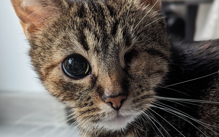 Zbiórka Zbiórka na rezonans dla kotka - zdjęcie główne