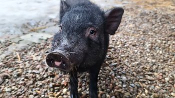Zbiórka Ciepłe pupy na zimę - miniaturka zdjęcia