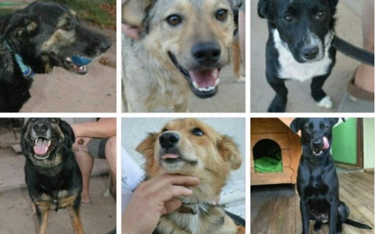 Zbiórka 6 psów bez szansy na dalsze życi - zdjęcie główne