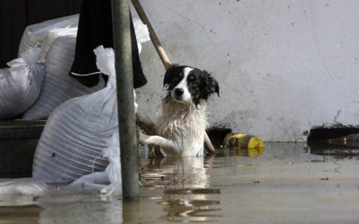 Zbiórka Zwierzęta z zalanych terenów - zdjęcie główne