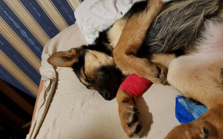 Zbiórka Szczeniak, który chce żyć - zdjęcie główne