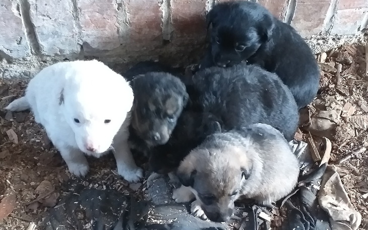 Zbiórka Zamarzające szczenięta - zdjęcie główne