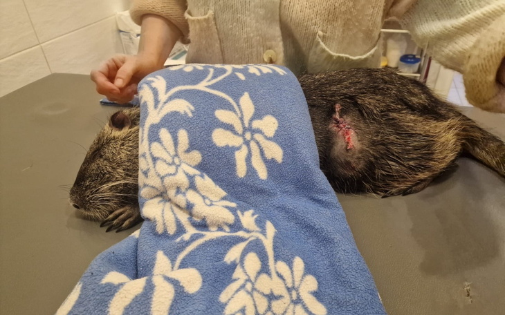 Zwierzę przykryte kocem, z raną na ciele, na stole weterynaryjnym.