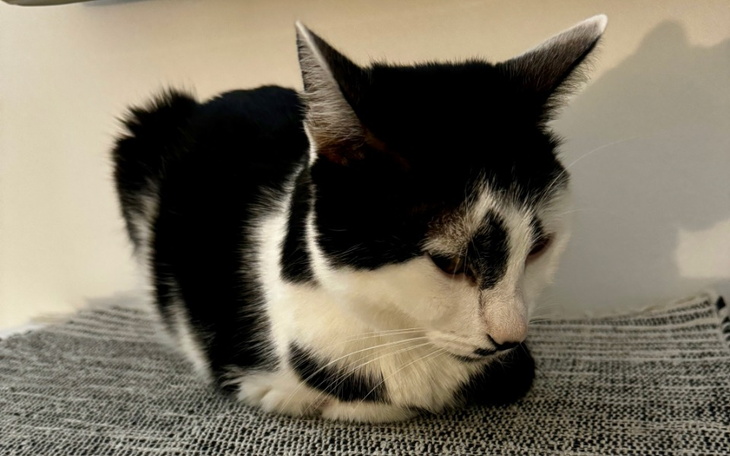 Zbiórka Isia walczy o życie - zdjęcie główne