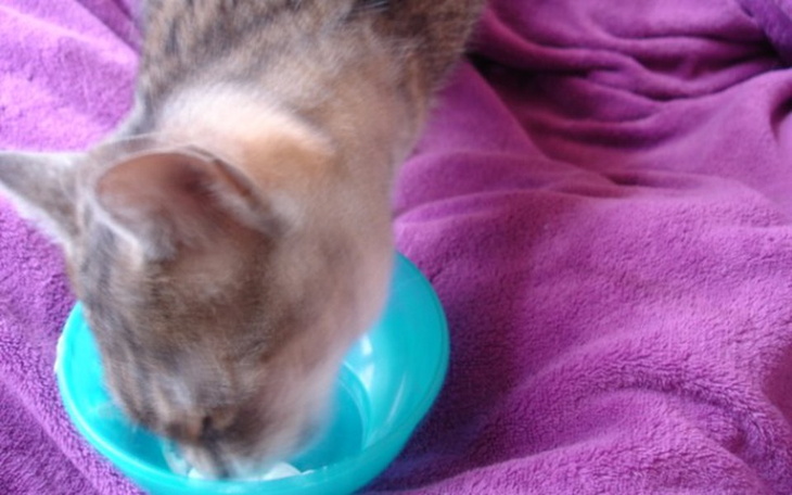 Zbiórka Na zdrowy brzuszek koteczki - zdjęcie główne