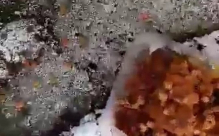 Zbiórka Na karmę dla dworowych zwierząt - zdjęcie główne