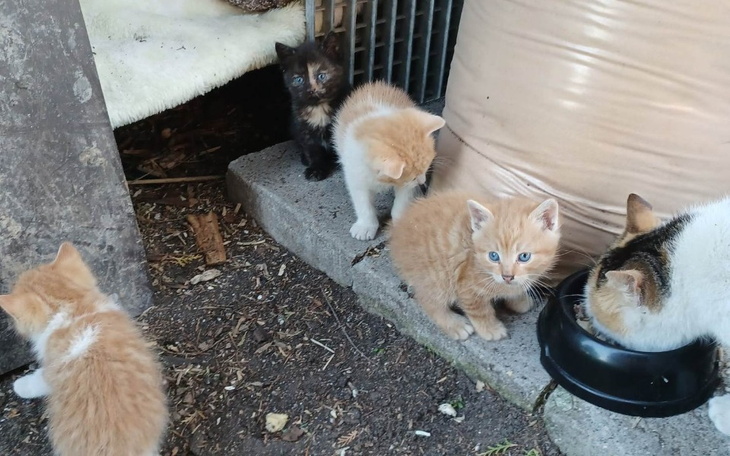 Zbiórka Transport dla kociej rodziny - zdjęcie główne