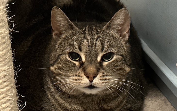 Kot leżący w spokojnej pozycji.