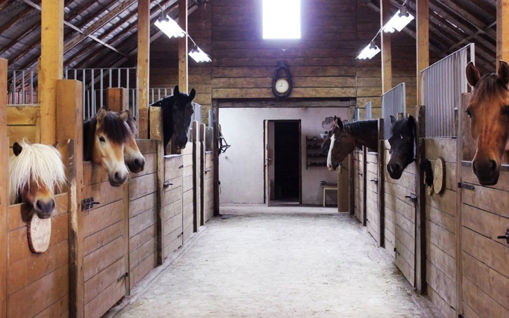 Zbiórka Stajnia dla koników - zdjęcie główne