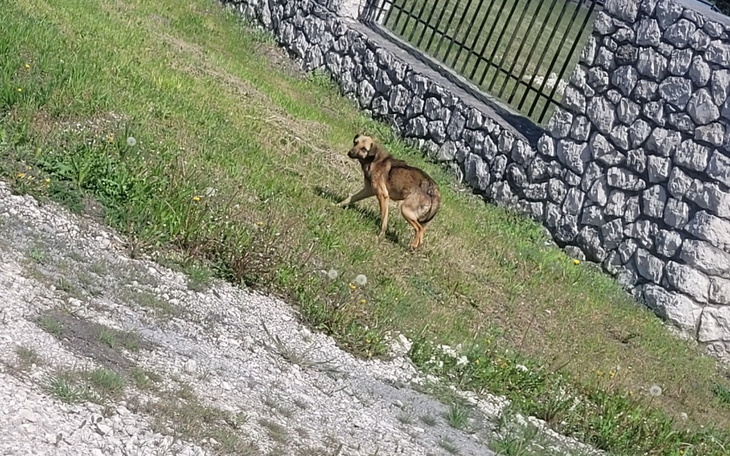 Zbiórka Odłowienie chudzinki - zdjęcie główne