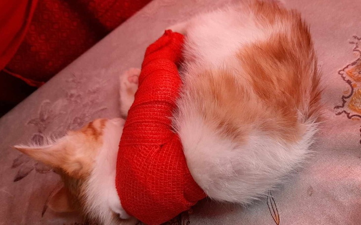 Zbiórka Złamana Łapka Kleksika - zdjęcie główne