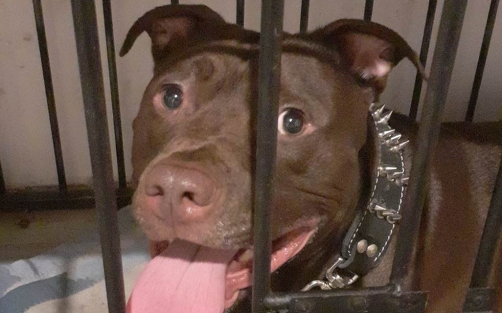 Zbiórka Diego-Eutanazja lub Behawiorysta - zdjęcie główne