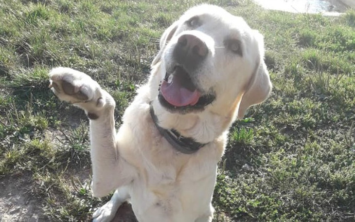 Zbiórka Homer - spragniony miłości - zdjęcie główne