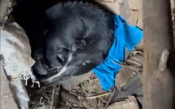 Zbiórka Transport suni z maluchami - zdjęcie główne