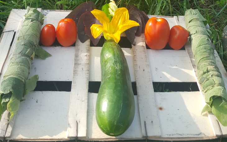 Zbiórka Suszarka do owoców i grzybów - zdjęcie główne