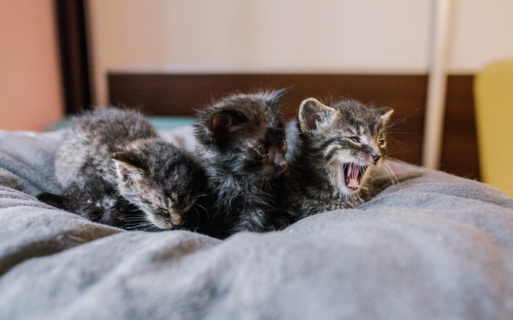 Zbiórka Na utrzymanie i leczenie kotw - zdjęcie główne