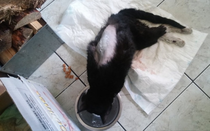 Zbiórka Rehabilitacja Antosia... - zdjęcie główne