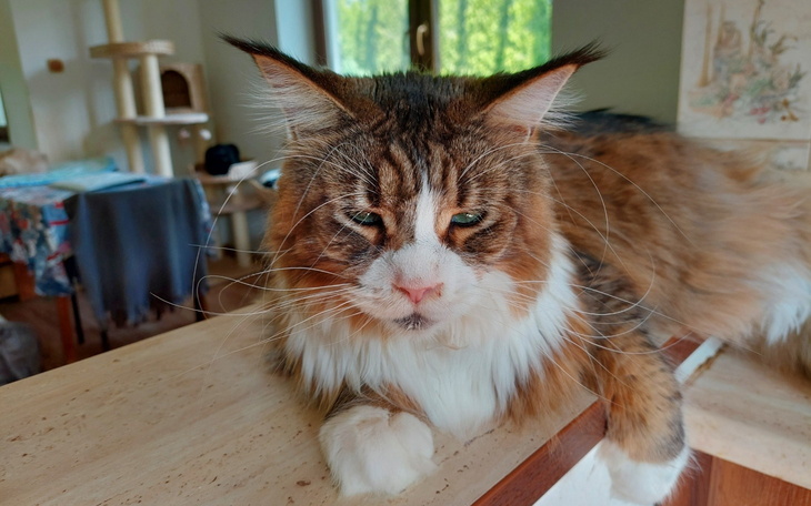 Maine Coon leży na blacie, zrelaksowany i z ciekawym spojrzeniem.