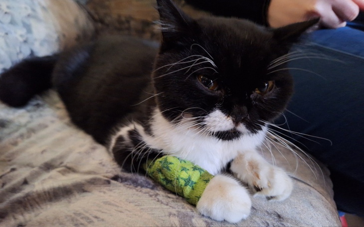 Zbiórka Pomóż uratować Sajmona - zdjęcie główne