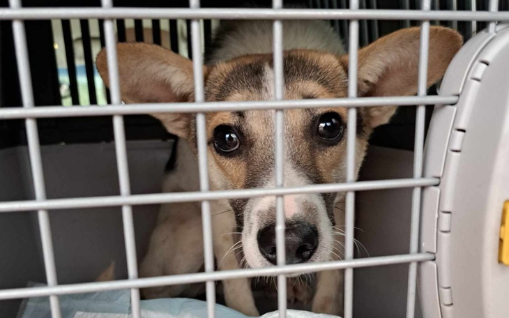 Zbiórka Od szczeniaka w schronisku - zdjęcie główne