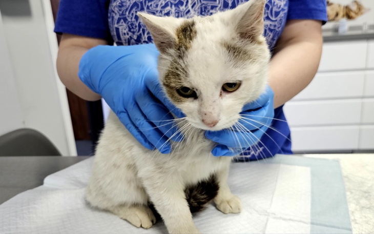 Zbiórka Furi - zdjęcie główne