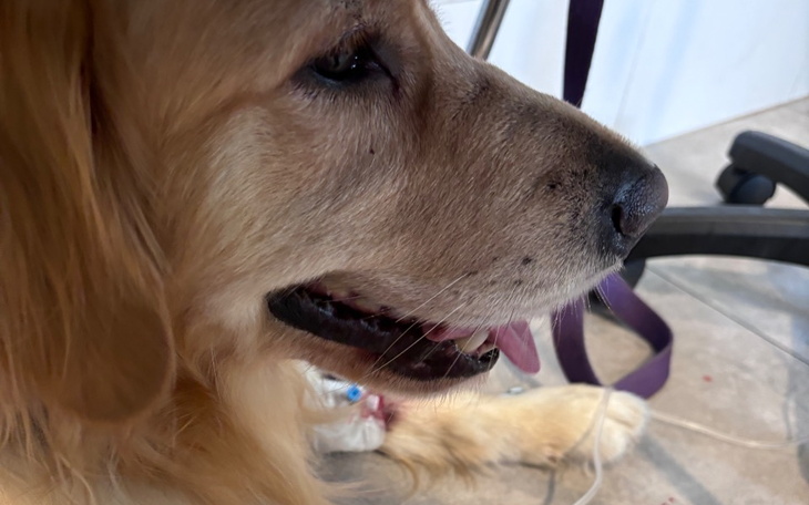 Zbiórka Enteropatia bialkogubna - zdjęcie główne