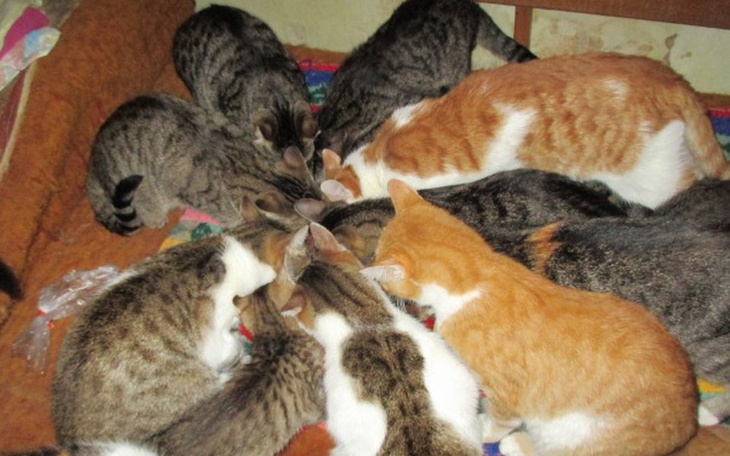 Zbiórka Koty z trzeciego piętra - zdjęcie główne