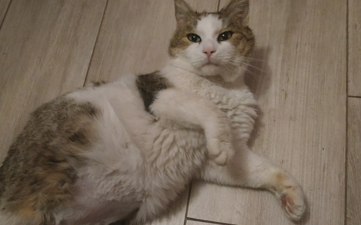 Zbiórka Łatek pilnie potrzebuje leczenia - zdjęcie główne