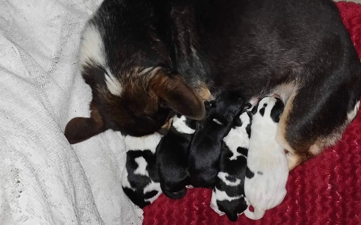 Suka z szczeniętami, które ssą mleko.