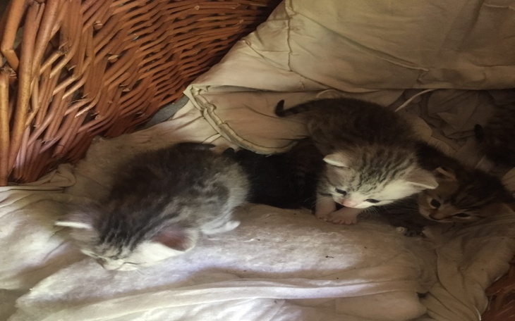 Zbiórka Pomoc wiejskim zwierzętom - zdjęcie główne