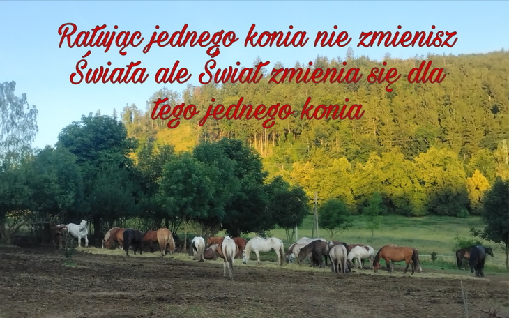 Stado koni na pastwisku, piękny widok natury.