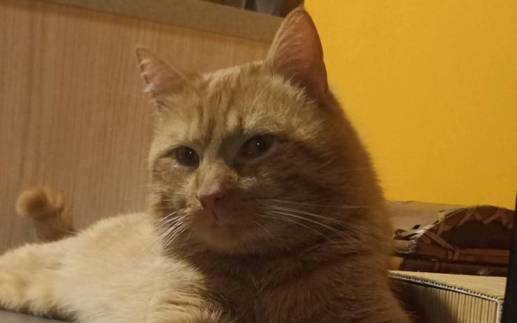 Rudy kot relaksujący się na stole w ciepłym wnętrzu.