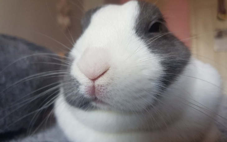 Zbiórka Na lepsze warunki zwierzat - zdjęcie główne