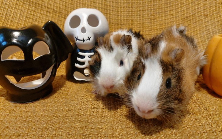 Zbiórka Faktura Wrzesień Świerkowa - zdjęcie główne