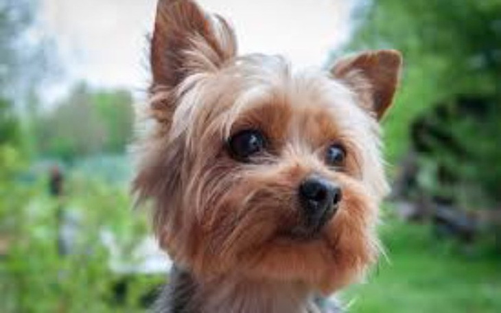 Zbiórka Piesek dla mojej siostry - zdjęcie główne