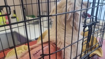 Zbiórka Pomóż Guciowi stanąć na łapki - miniaturka zdjęcia