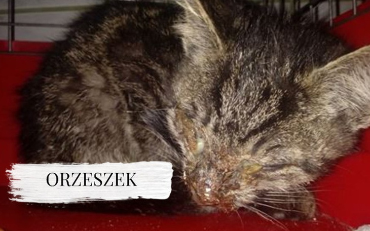 Zbiórka Orzeszek walczy o życie. - zdjęcie główne