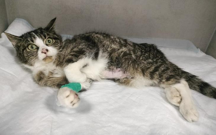 Zbiórka Pilna Pomoc dla Jagusi - zdjęcie główne